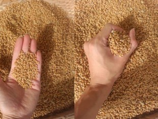 wheat seed grain