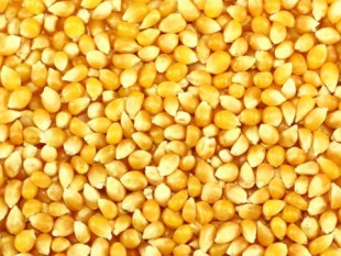 corn seed and grain