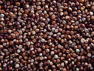 sorghum seed