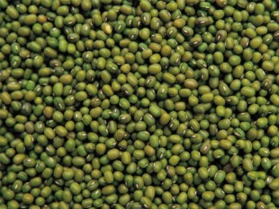 green mung bean seed