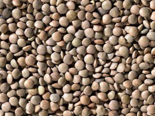 lentil seed