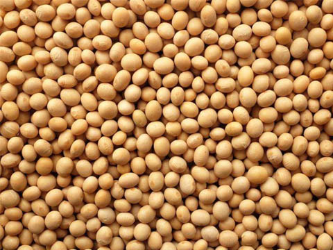 soybean