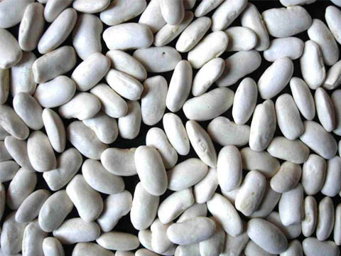 white kidney bean