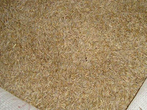 grass seed