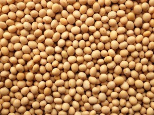 soybean