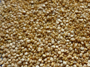 Quinoa seed