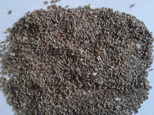 wormwood seeds