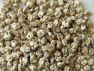 buffalograss seed